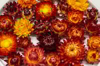 Image 2 of 60 Strawflower Heads - Oranges