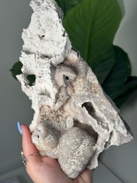 Image 4 of XL AGATIZED CORAL SLAB -FLORIDA- B