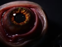 Image 18 of Handmade Realistic Eye Badge Reel Keychain