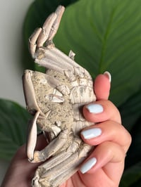 Image 2 of 15 MILLION YEAR OLD FOSSILIZED CRAB -MADAGASCAR- A