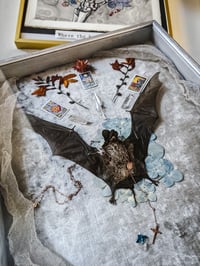 Image 11 of Exotic Bat of the night sky by Letters to La Luna