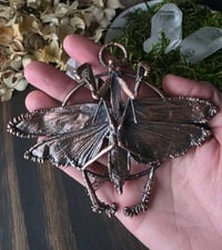 Image 3 of Real Praying Mantis 