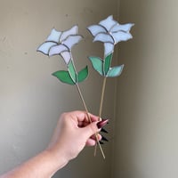 Image 1 of Datura Flower