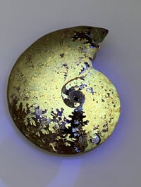 Image 1 of Ammonite Fossil | Madagascar #3051