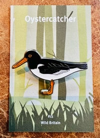 Oystercatcher - #11 - Wild Britain Series