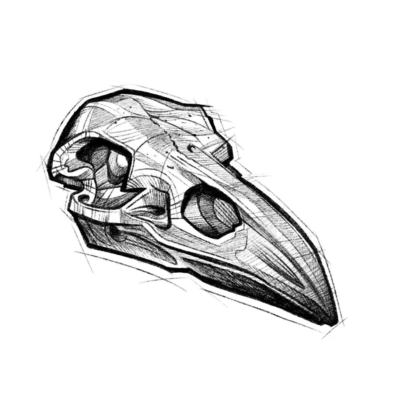 Animal skulls - Crow - $150 flat rate special