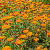 Image 3 of Calendula