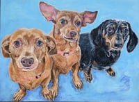 Image 3 of Dogs 1