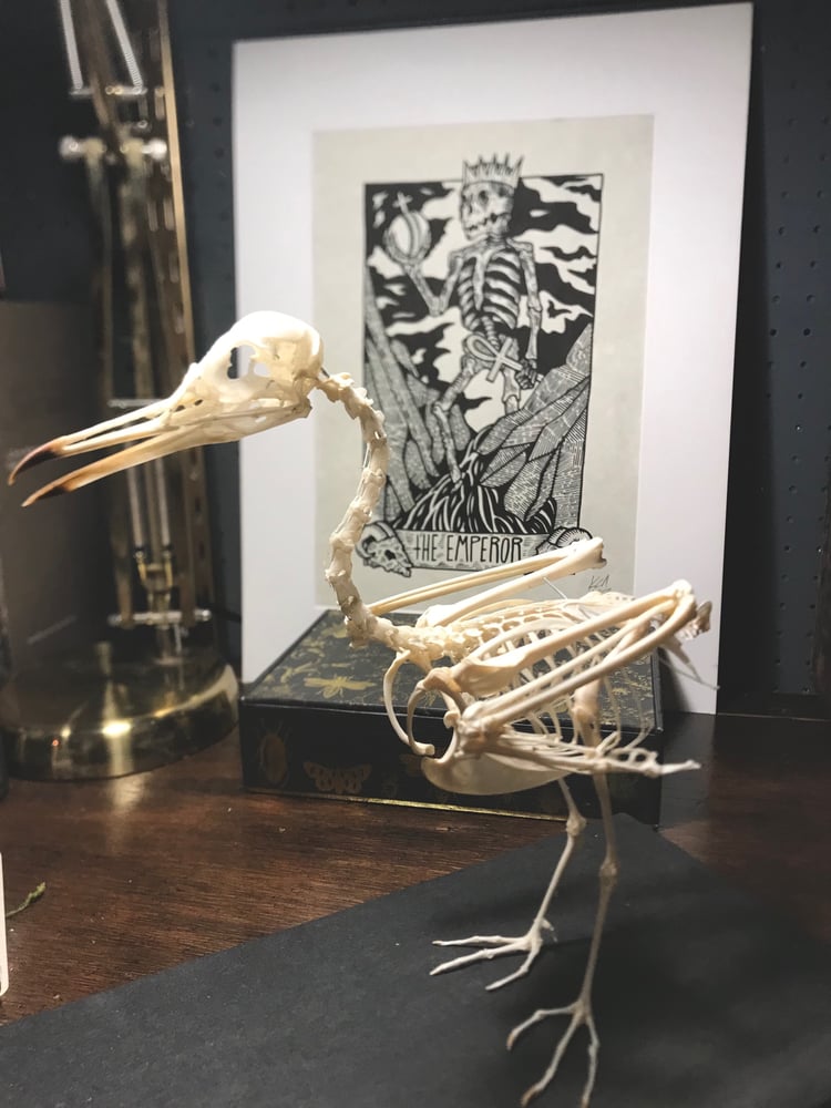 Image of Seagull Skeleton Articulation 