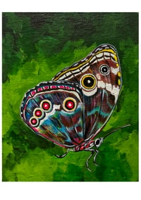 Blue Morpho Study Print