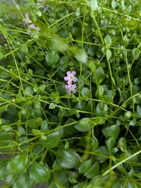 Image 1 of Small Leaved Montia : Montia Parviflora