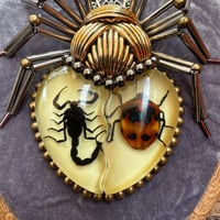 Image 2 of Specimen spider (f,  4x5 inches)