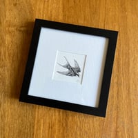 Framed Giclee Print - Swallow