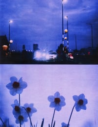 Image 5 of NIGHT DRIVE, DAFFODILS II