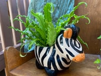 Image 2 of Osaka Fern in Funky Zebra Pot