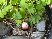 Image 5 of Shelly