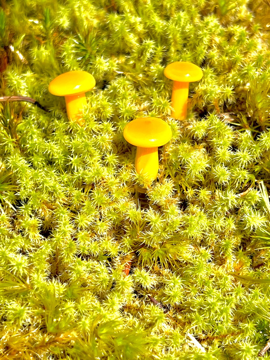 Image of 3 Yellow/orange Mushroom Plant Spikes