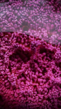Image 10 of Magenta Bloom Snaggletooth Pendant OOAK