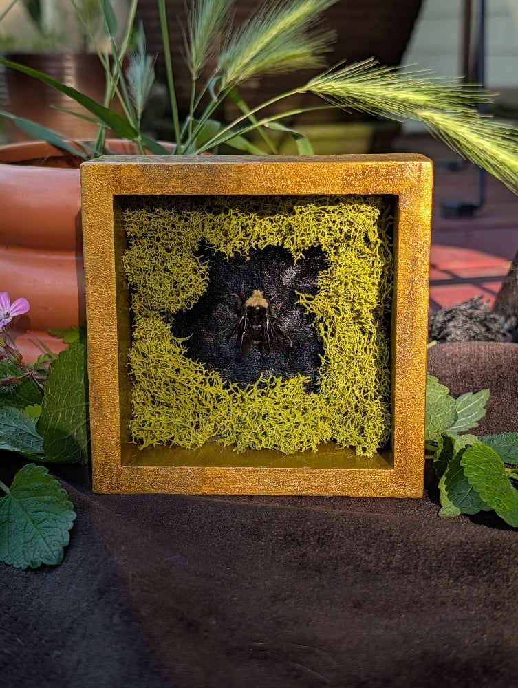 Image of bumblebee pinned display
