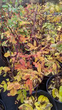 Image 1 of Woods Rose : Rosa woodsii