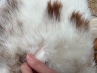 Image 12 of Sheepskin Pelts