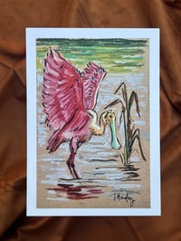 Spoonbill- Print