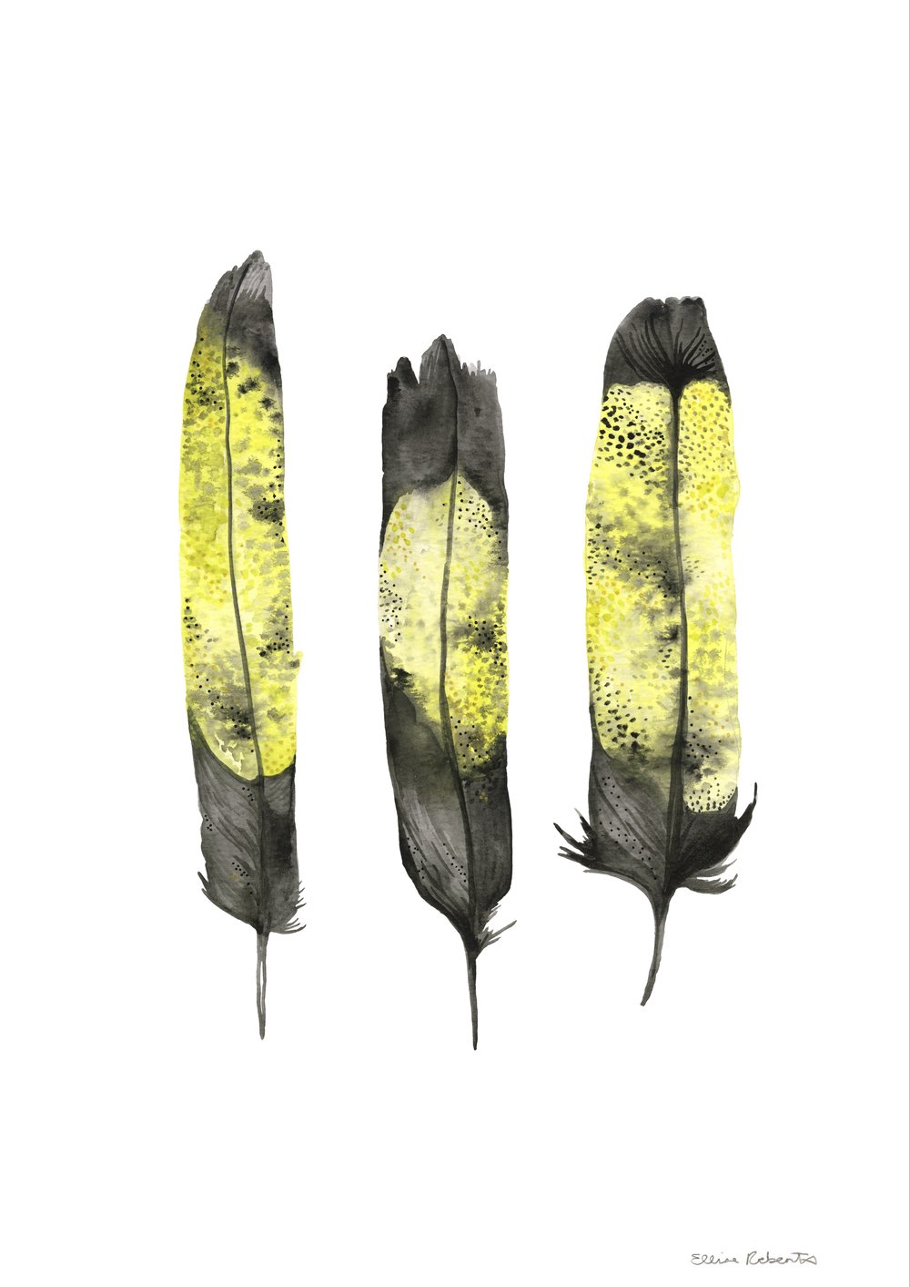 Image of Yellowtail black cockatoo Feathers
