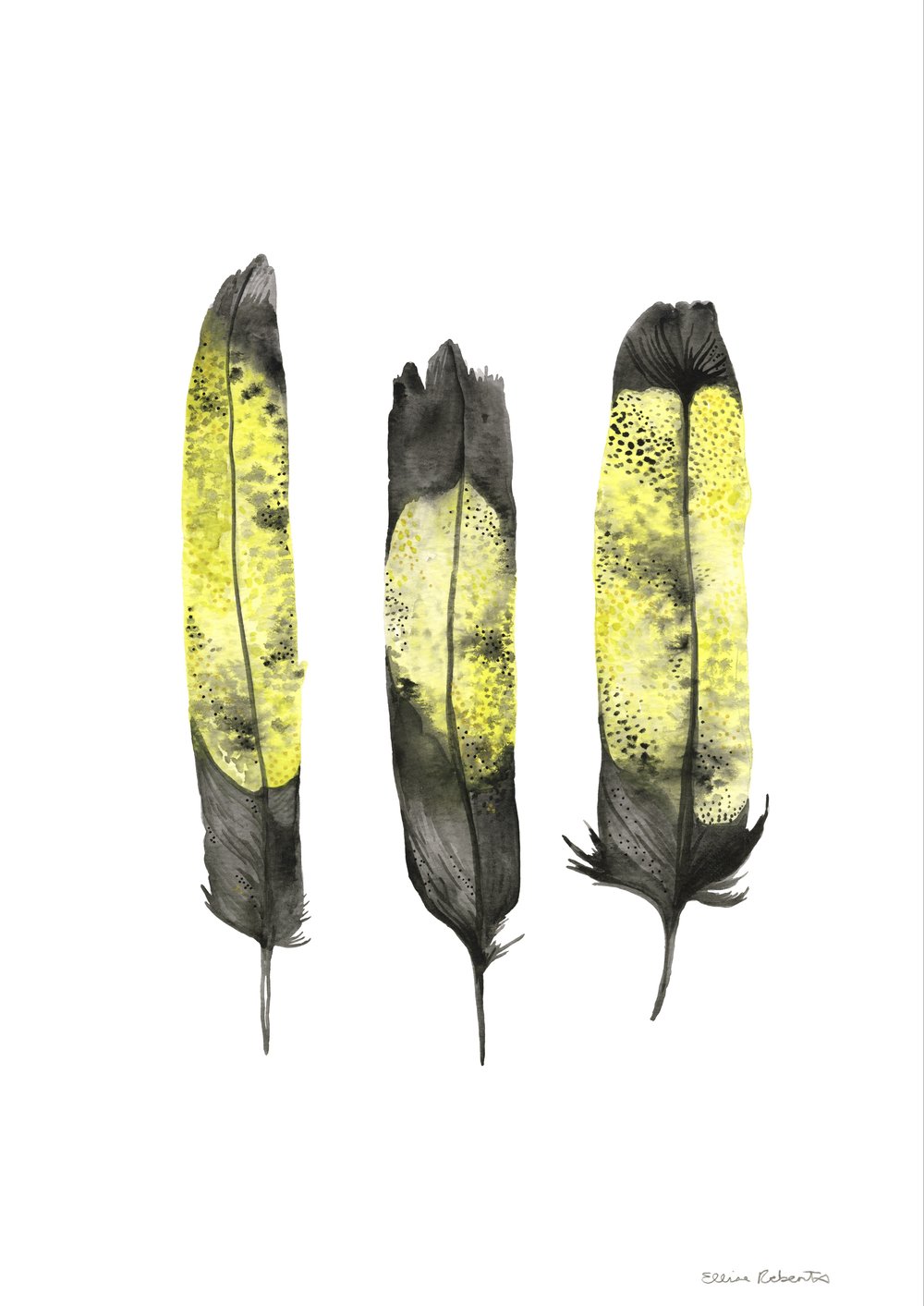 Image of Yellowtail black cockatoo Feathers 