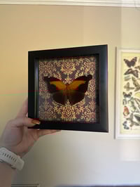 Image 2 of Orion Cecropian Frame