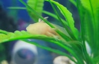 Golden Albino Juvenile Axolotl