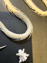 Image 2 of Snake Skeleton Frame