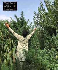 Image 1 of Soverign Farmers - Tora Bora Behemoth - Afghan 25’