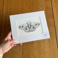 Image 2 of Various 10x8 B/W Moth Giclee Prints