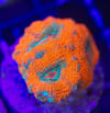 Aussie acan 