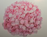 Image 4 of I Love Hydrangeas Bumper Sticker 