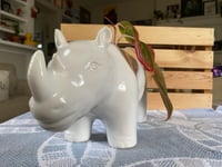 Image 2 of Red Aglaonema in White Rhino