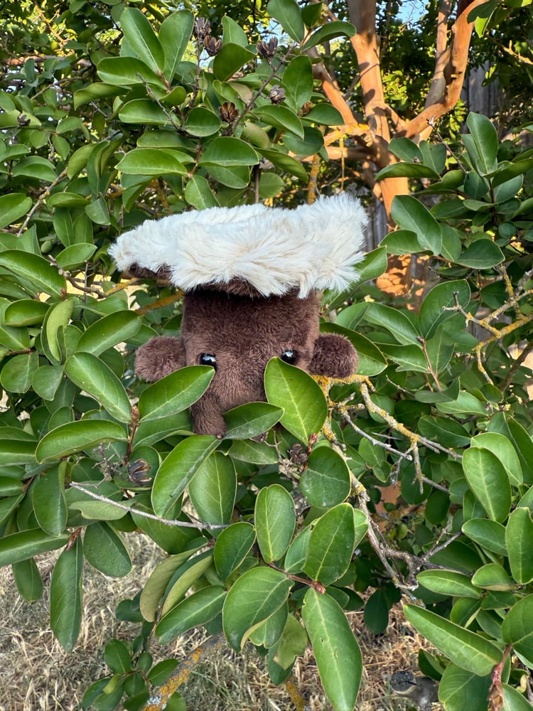 Image of shroomie baby
