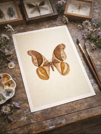Image 5 of Rhescyntis pseudomartii moth Beige background PRINT