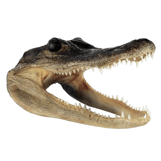 Image of Alligator Head 