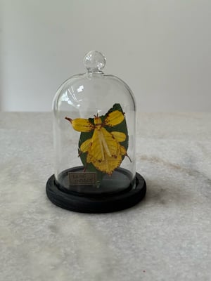 Image of Yellow leaf insect and leaf faux entomology 