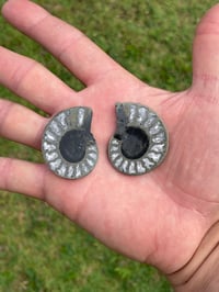 Image 10 of Pyrite Ammonite Fossil Pair #1268