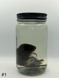 Image 1 of Vole (Microtus pennsylvanicus) Wet Specimen