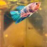 Image of Multicolour Betta Male HMPK