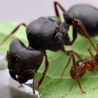 Pheidole Sinica