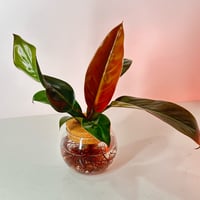 Image 1 of Orange Prince Philodendron 4”inch Propagation Glass Bowl