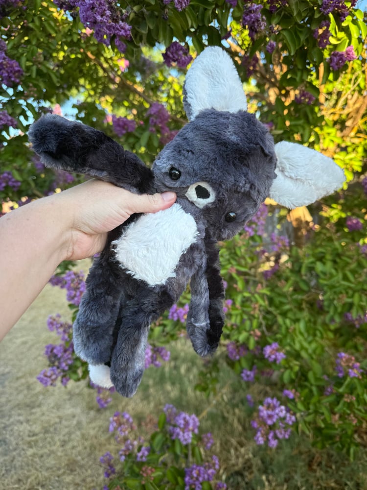 Image of black fox