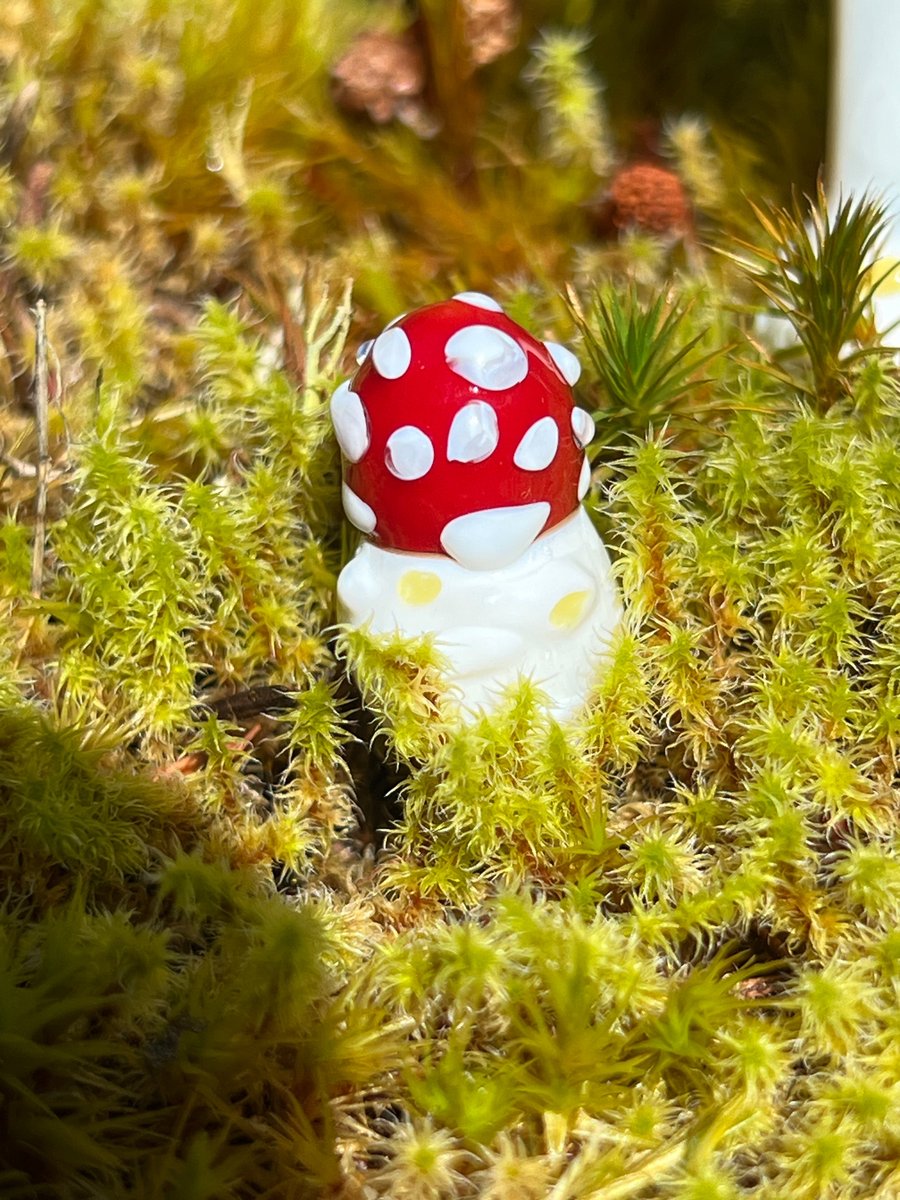 Image of Amanita Button Plant Spike