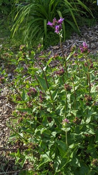 Image 4 of Cascade Penstemon : Penstemon serrulatus