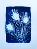 Peacock Feathers - A4/A3 Fine Art Print