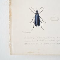 Image 22 of Illustration Ancienne Insectes